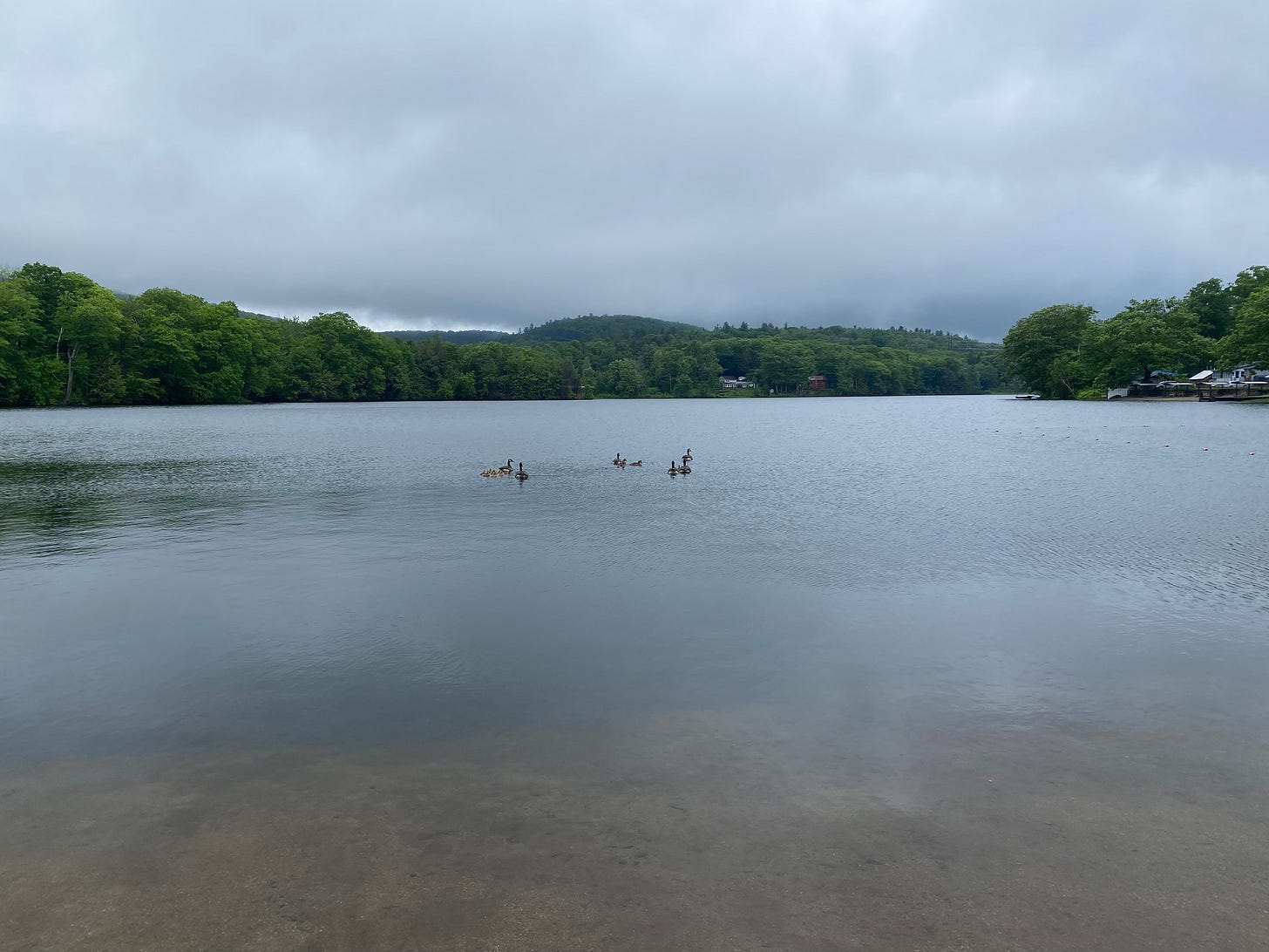 Several geese and their goslings float on a lake on a rainy day. The sky is grey and heavy with clouds.
