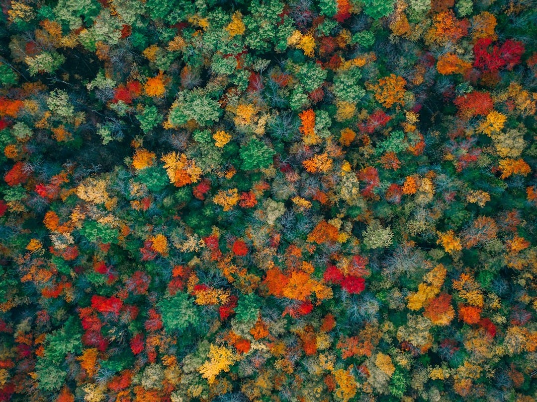 an aerial view of a forest with lots of trees