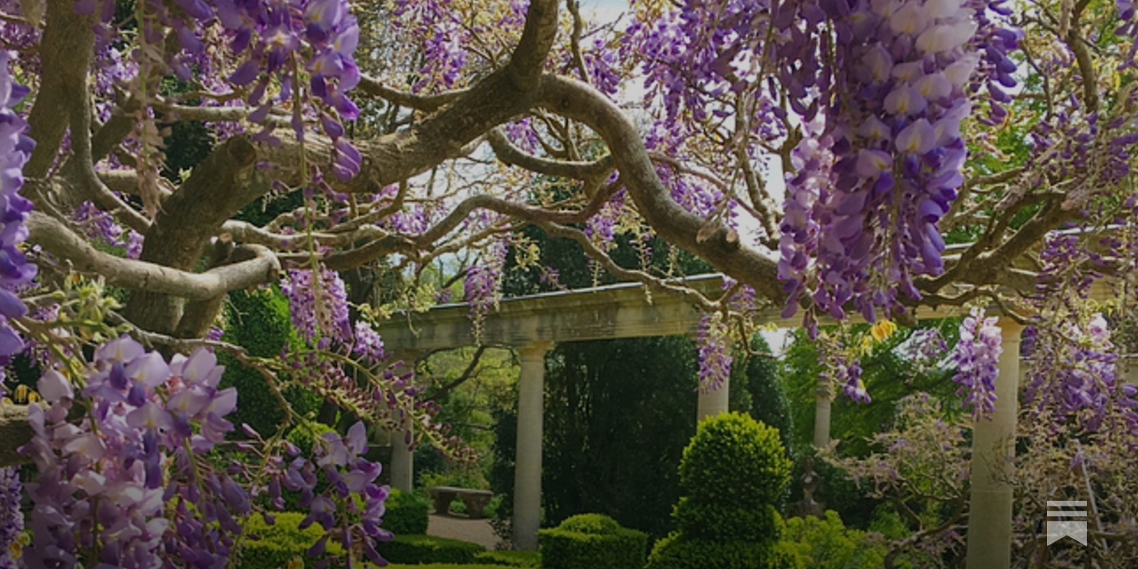The best wisteria for your garden, and a visit to a very secret garden in  Venice