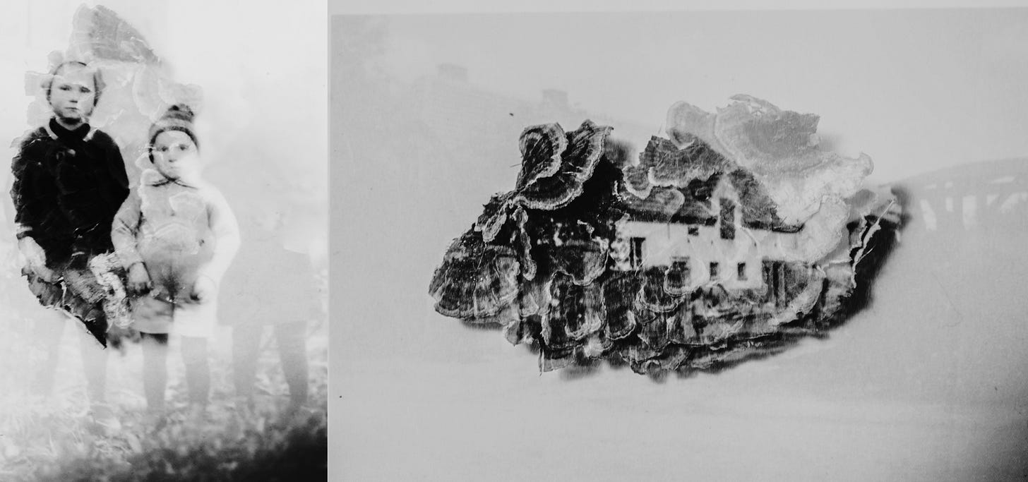 left image of two kids superimposed with bark, right image shows and old house superimposed with bark 