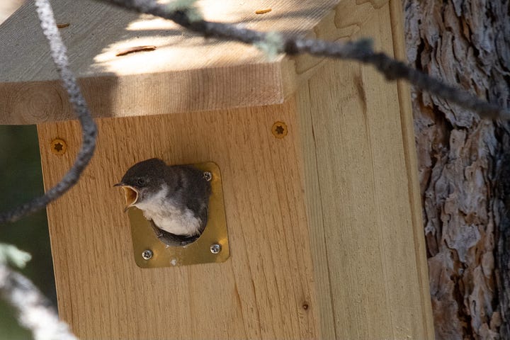 a violet green swallow hatchling being fed by its parent from a nesting box
