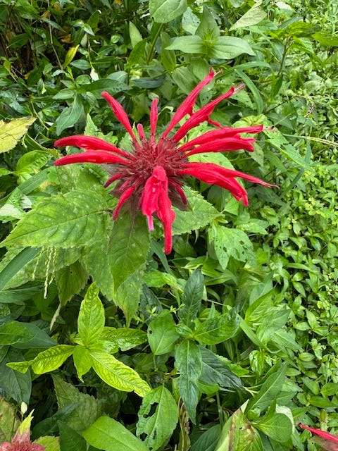 Monarda didyma,  wild bergamot, Oswego tea 
