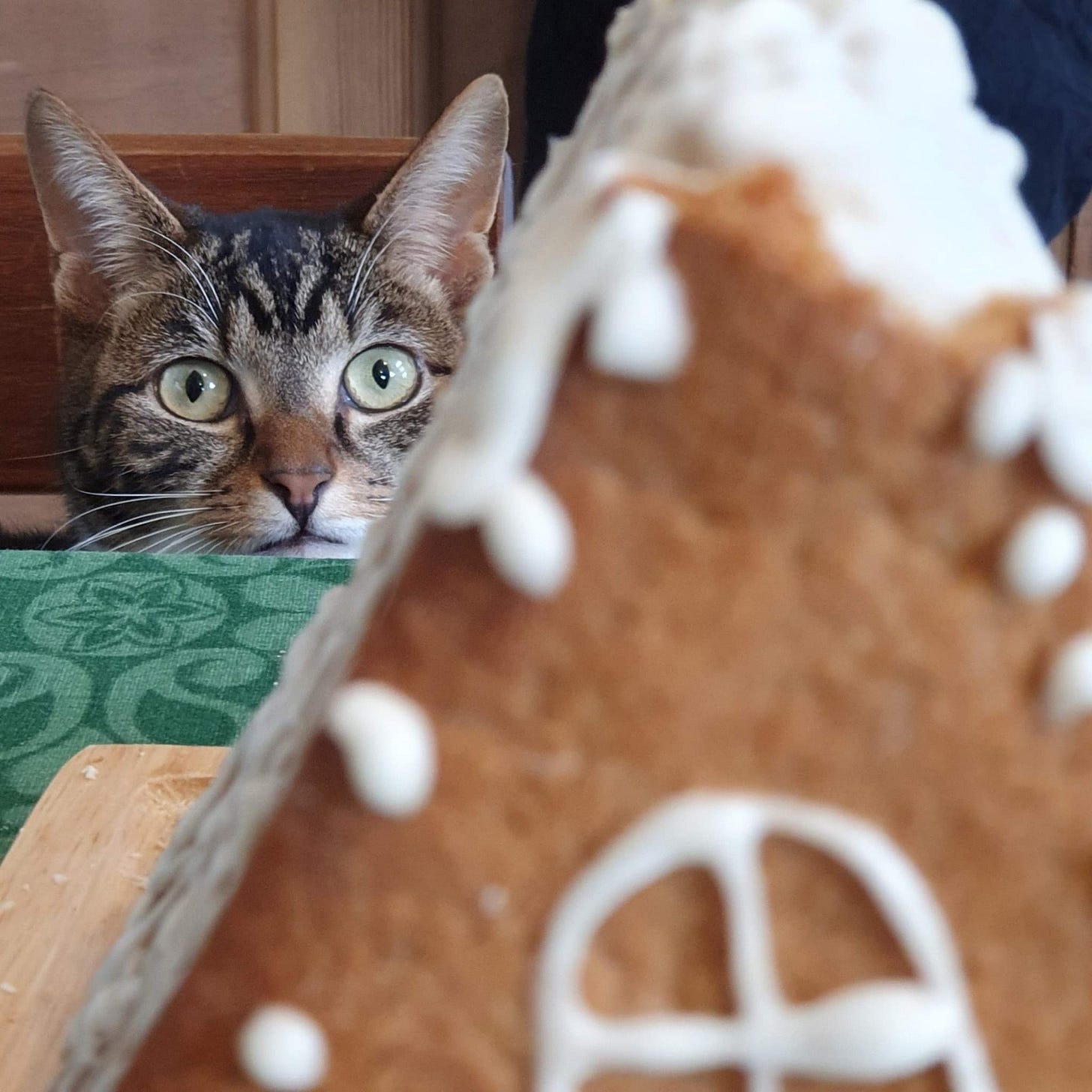 A picture of a tabby cat hungrily eyeing up a gingerbread house A picture of a tabby cat hungrily eyeing up a gingerbread house
