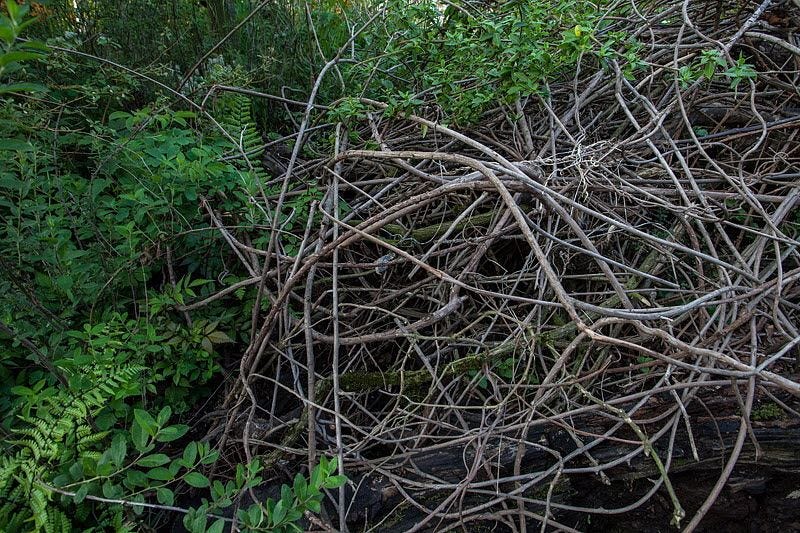 Garden designer and environmental artist Hwang Ji-hae / Courtesy of Hwang Ji-hae