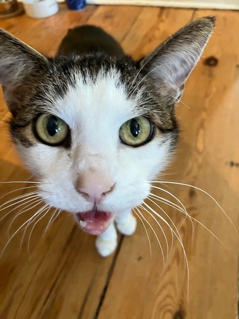 She's roaring about needing breakfast