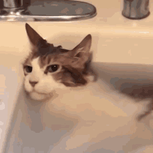 Cat In Bathtub GIFs | Tenor