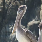 Field Notes: Brown Pelicans of the Sonoma Coast