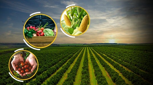 Organic Farming vs The Green Revolution Organic Farming vs The Green Revolution
