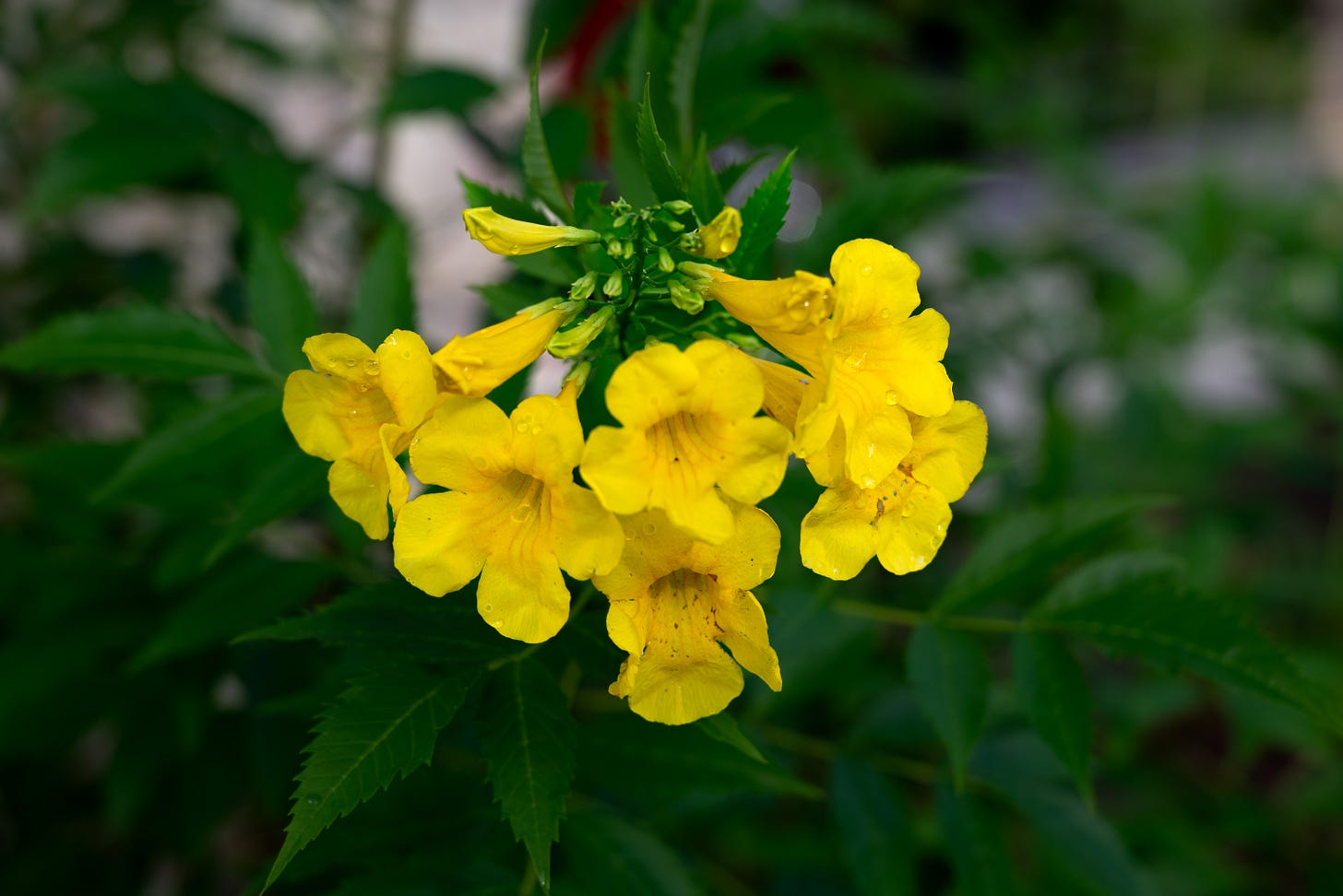 Yellow multi-blooms with drops of water of the esperanza plant