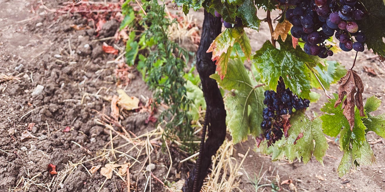 A Case for Montepulciano d’Abruzzo as the Ultimate Thanksgiving Wine