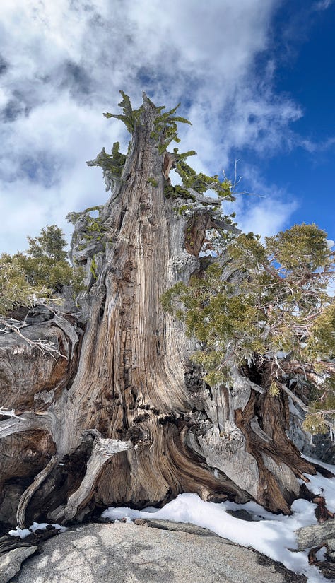 various images of snowy mountains and snow-blasted western junipers