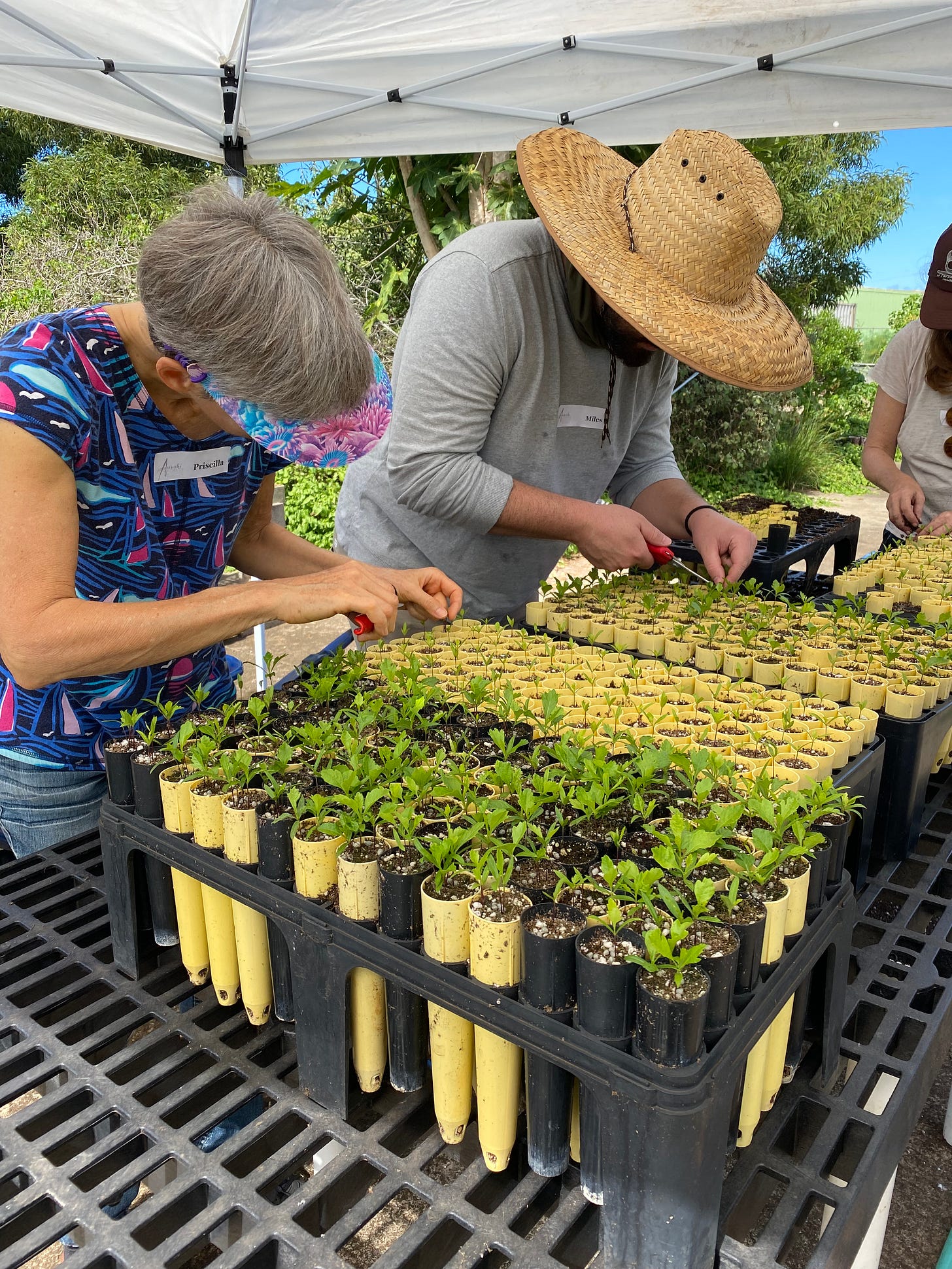 A woman in a blue shirt and a man wearing a straw hat are bending over a table where there are flats of dibbles full of tiny sprouts. They use small clippers to thin the seedlings.