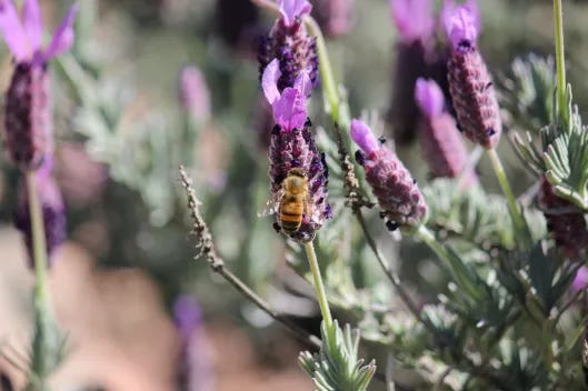 Dense and brilliant lavender loved by the bees. Dense and brilliant lavender loved by the bees.