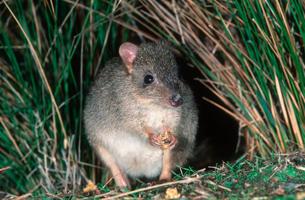 These little bettongs were wiped out in South Australia a century ago ...