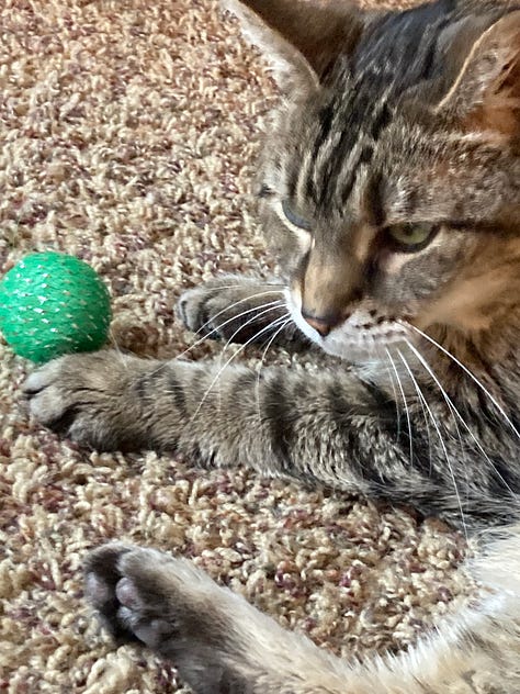 A Cat Named Jazzy