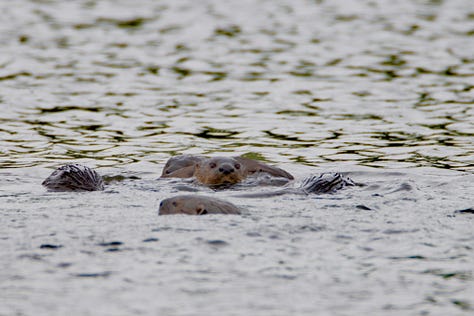 Spotted-Necked Otters swimming in the dam at Millstream in Dullstroom, South Africa. Photo Credit: Garren Smith
