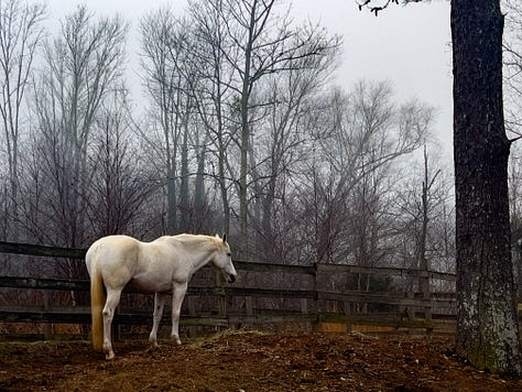 horse looking backward