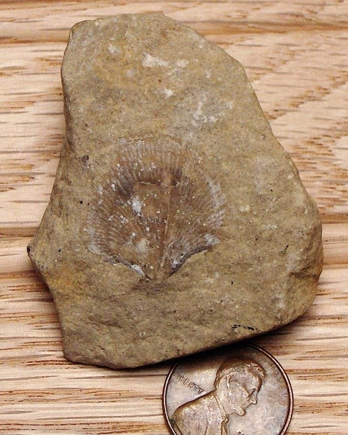 Brachiopod Fossil Lake Michigan Beach