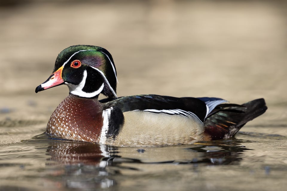 File:Wood Duck Wissahickon Creek.png