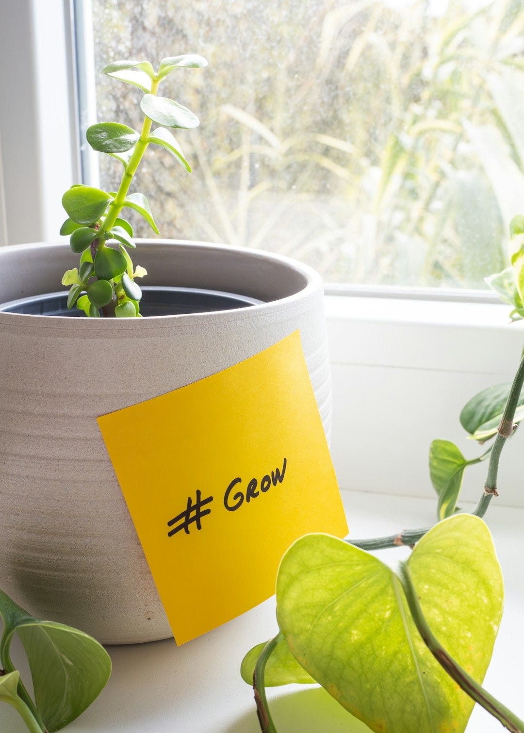 a potted plant with a yellow sticker on it a potted plant with a yellow sticker on it