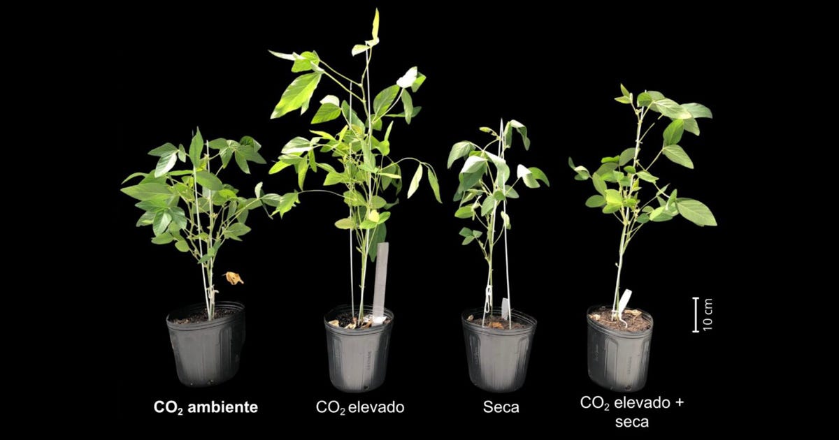 Quatro mudas de aparências diferentes cultivadas sob CO2 ambiente, CO2 elevado, seca, e CO2 elevado mais seca