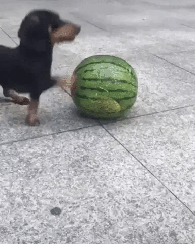 cute aww GIF cute aww GIF