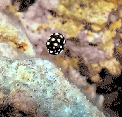 Roman Holiday! Tabs, Wed., Dec. 10, 2025