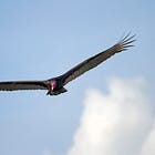 The Vulture's Memoir
