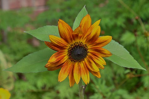sunflowers of various colors