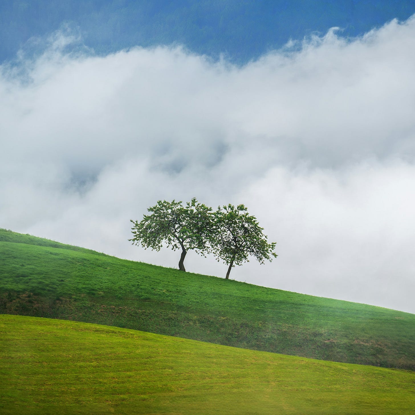 beyond a light green ridge sloping from left to right in the foreground is a parallel ridge, with darker grass and two trees communing with each other against white clouds