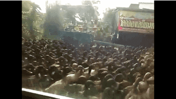 This Mass Exodus Of Hundreds Of Ducks Is Absolutely Insane