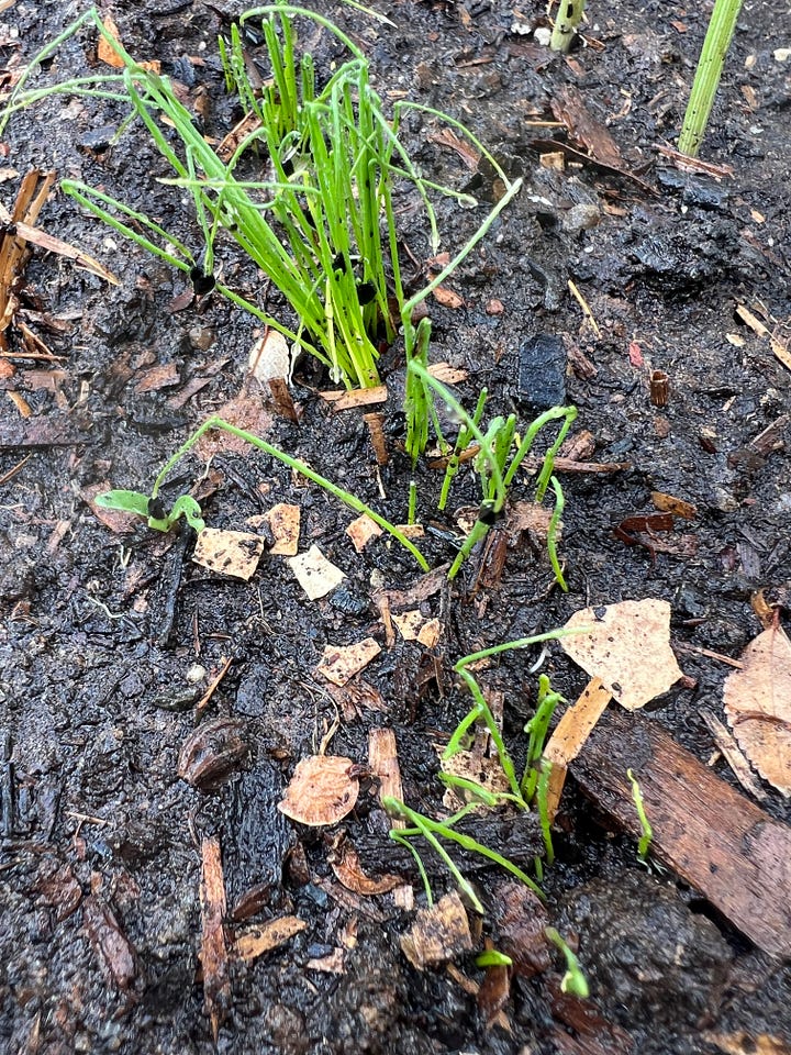 Community garden plot planted on 1 April 2024
