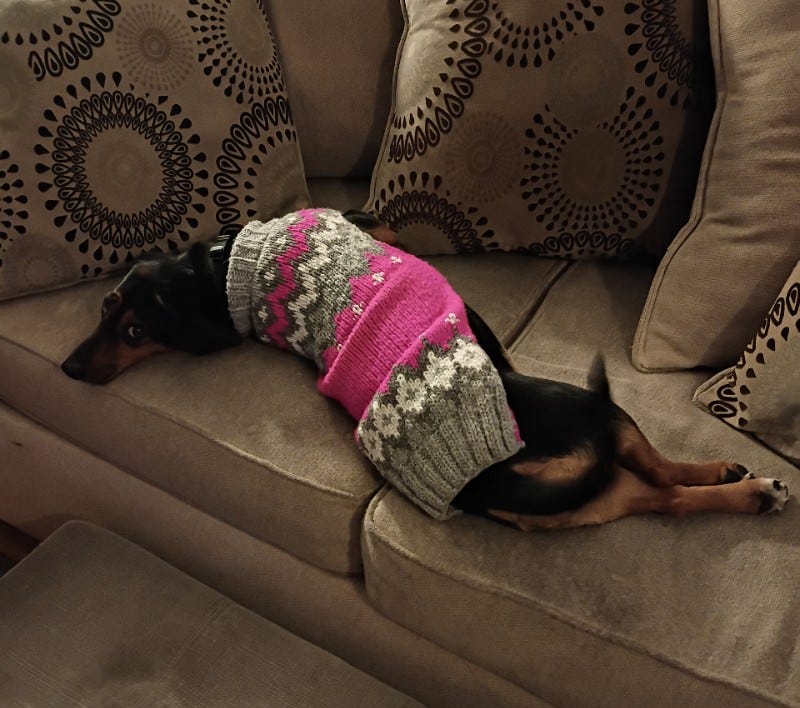 Dog stretches out on couch while wearing a pink and grey sweater