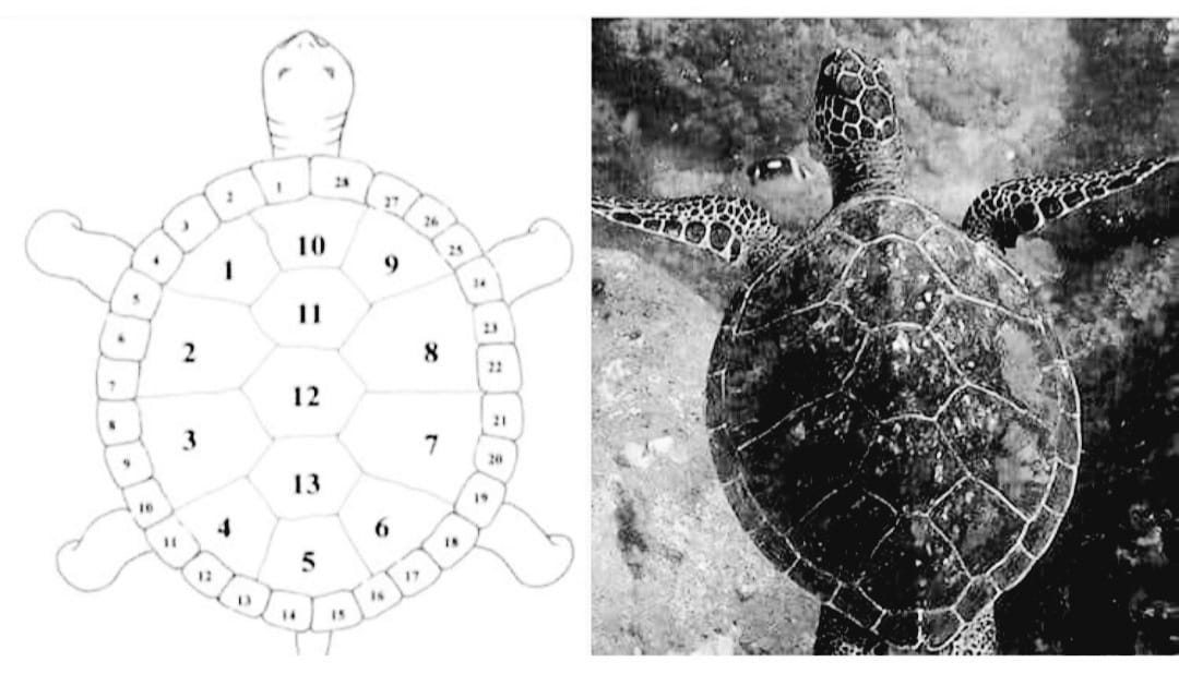 No photo description available. No photo description available.