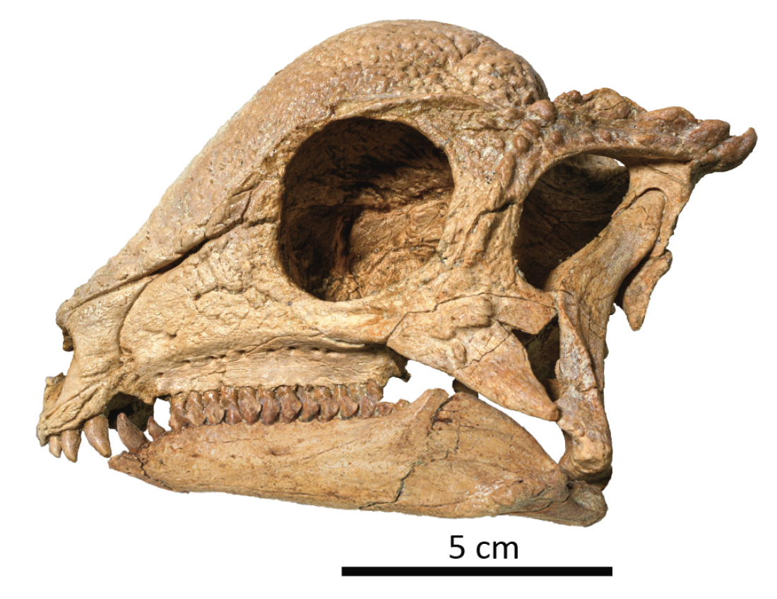 The skull of pachycephalosaur Zavacephale rinpoche.
