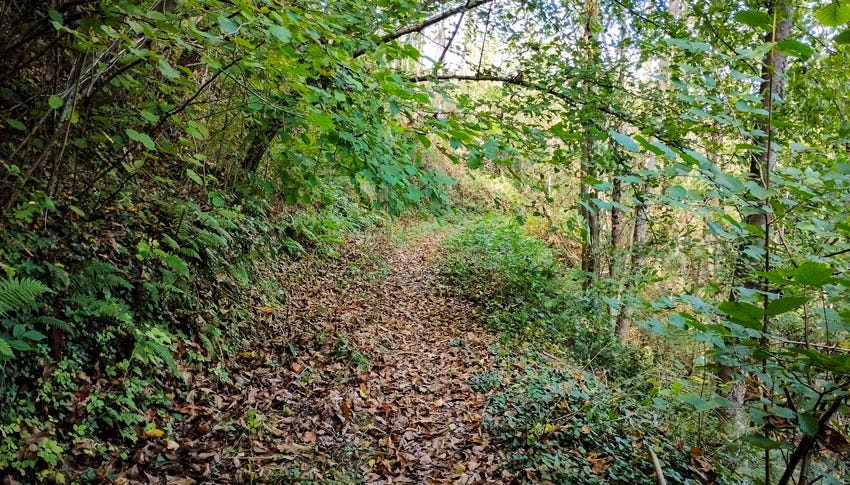 Camino cubierto de hojas de otoño