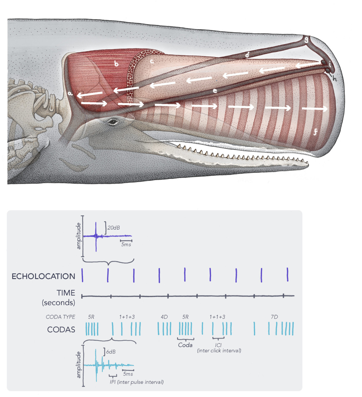 sperm whale language