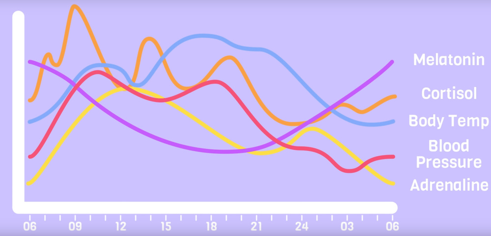 Bear Hormones.png