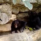 Primatology.net