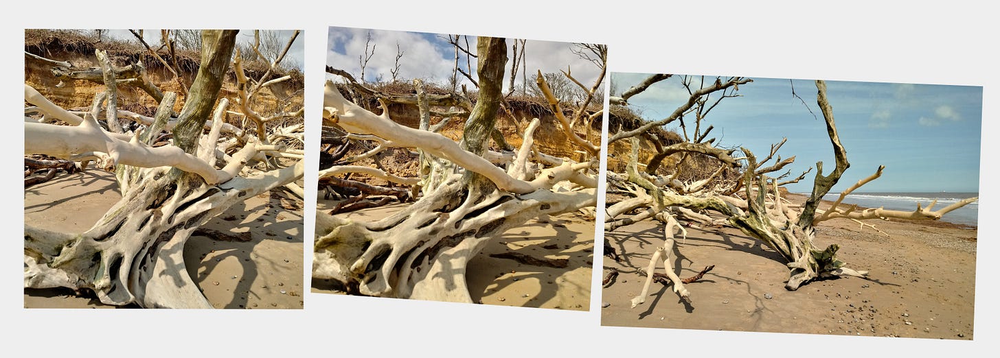 Dead trees by Benacre Broad