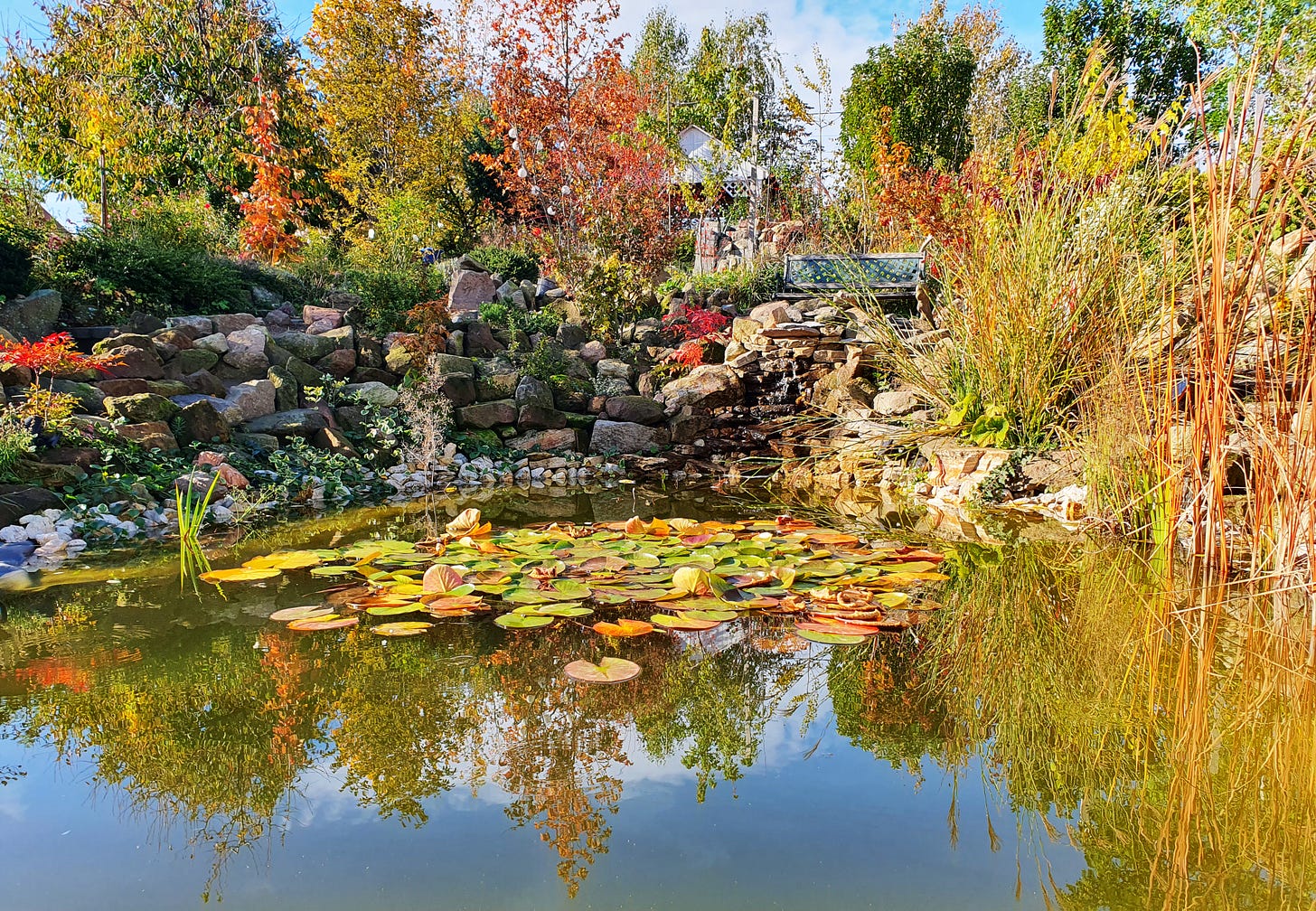 Manhertz József napos kertjében egy tó látható, közepén tavirózsák zöld leveleivel. A tó körül sziklakert magasodik, japán juharral, japán szentfával, nádassal, más bokrokkal, és a víz felé futó aljnövényzettel. A sziklakert közepén egy vízesésből csobog a víz. A háttérben a kert legszebb fái már kezdik mutatni változatos őszi színeiket. A vízesés fölötti kis padon hosszasan lehet időzni a megnyugtató vízcsobogást és a madarak énekeit hallgatva.