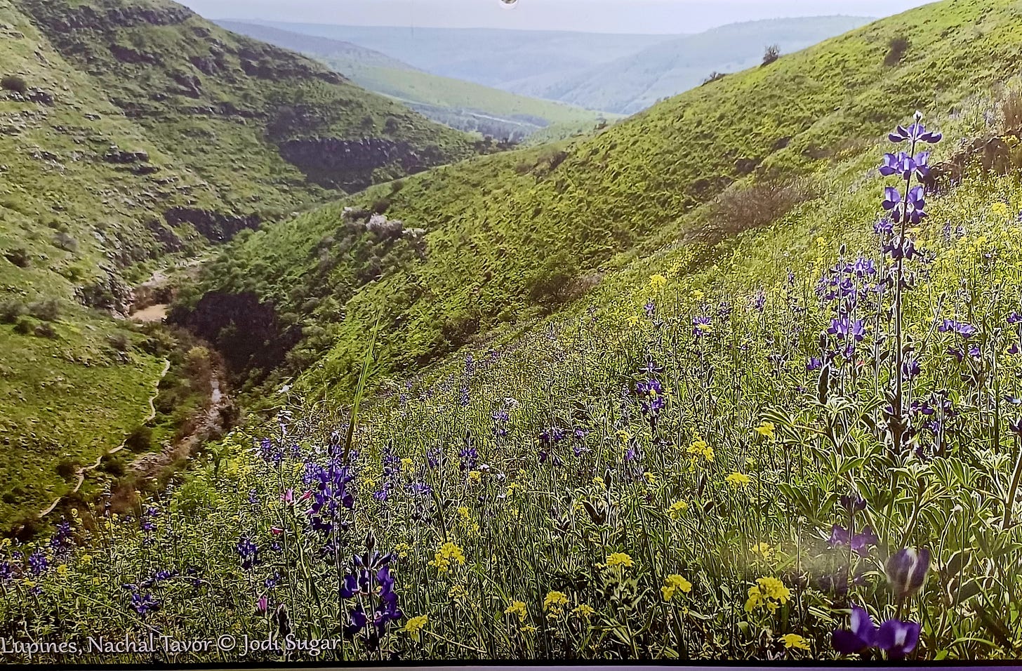 Nachal Tavor narrow valley between rocky hills in southern Galilee, Israel