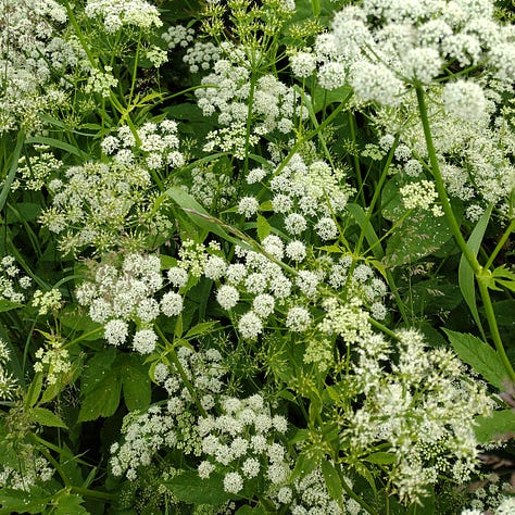 The white, ball shaped umbelliferous flowers of ground elder, the ternate leaves and a froth of white flowers