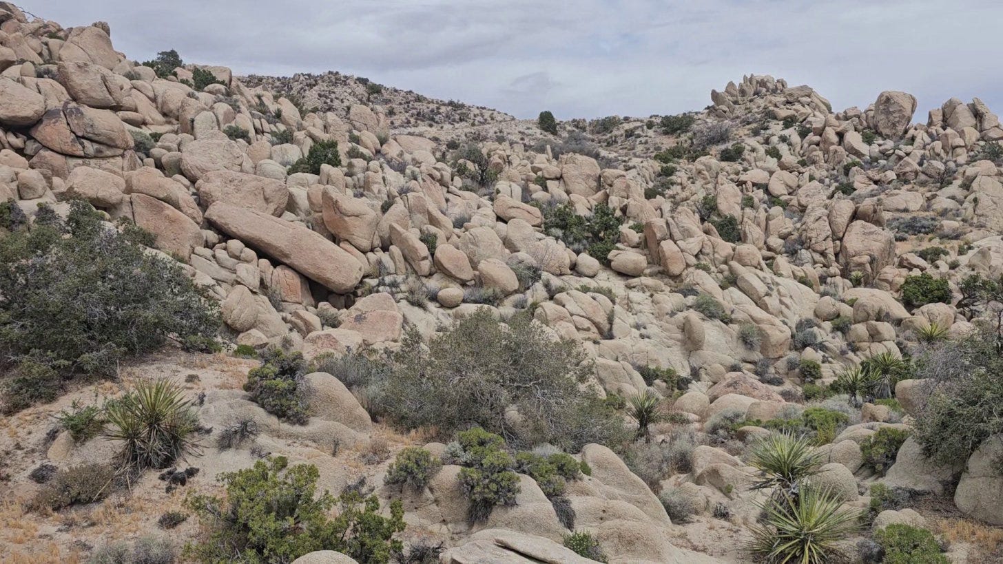 A vast field of rounded desert boulders with desert scrub and yucca plants, Joshua Tree, California.