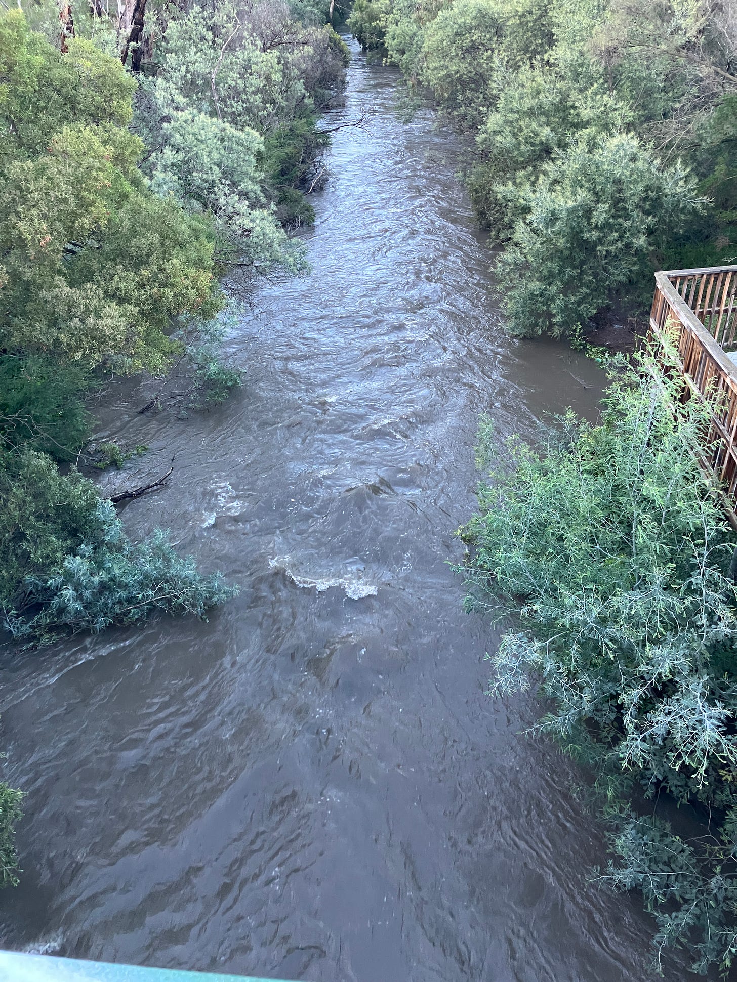 Photo of swollen Merri Creek after a downpour