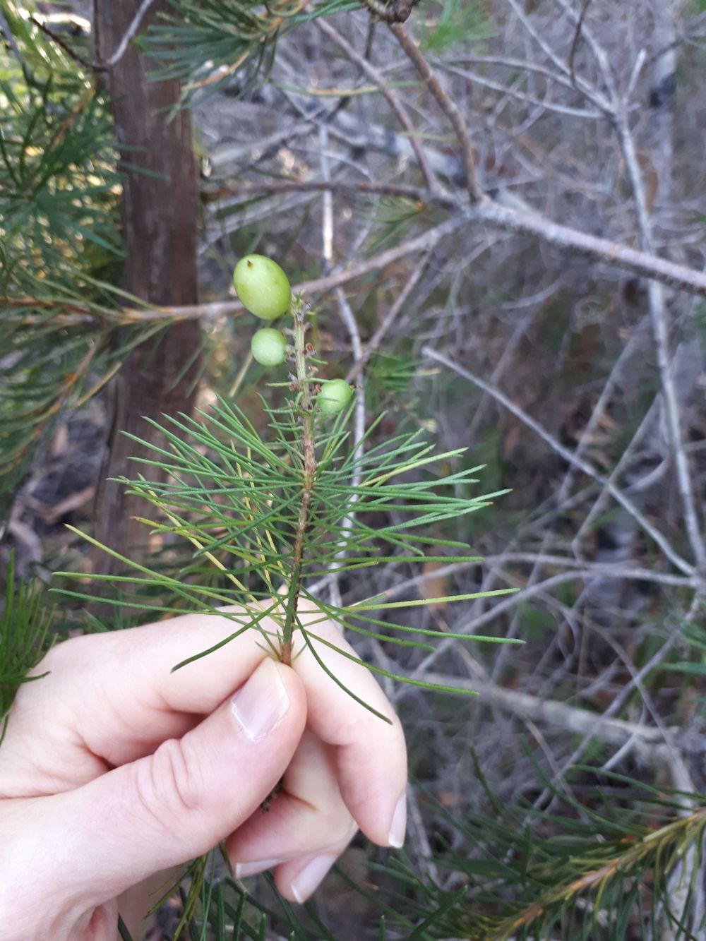 Persoonia [Leaves & fruit sml].jpg