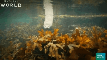 otter GIF by BBC Earth otter GIF by BBC Earth