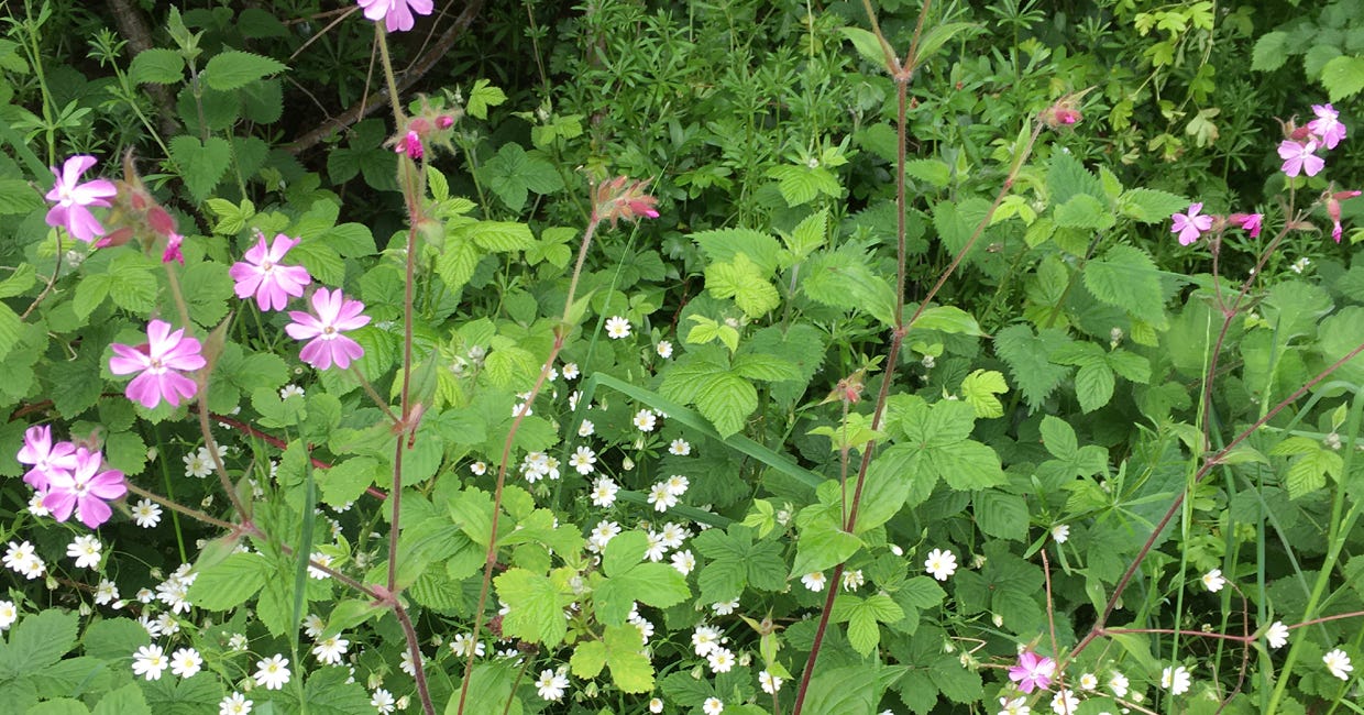 A watch of woodland with lots of green leaves, pink and white flowers.
