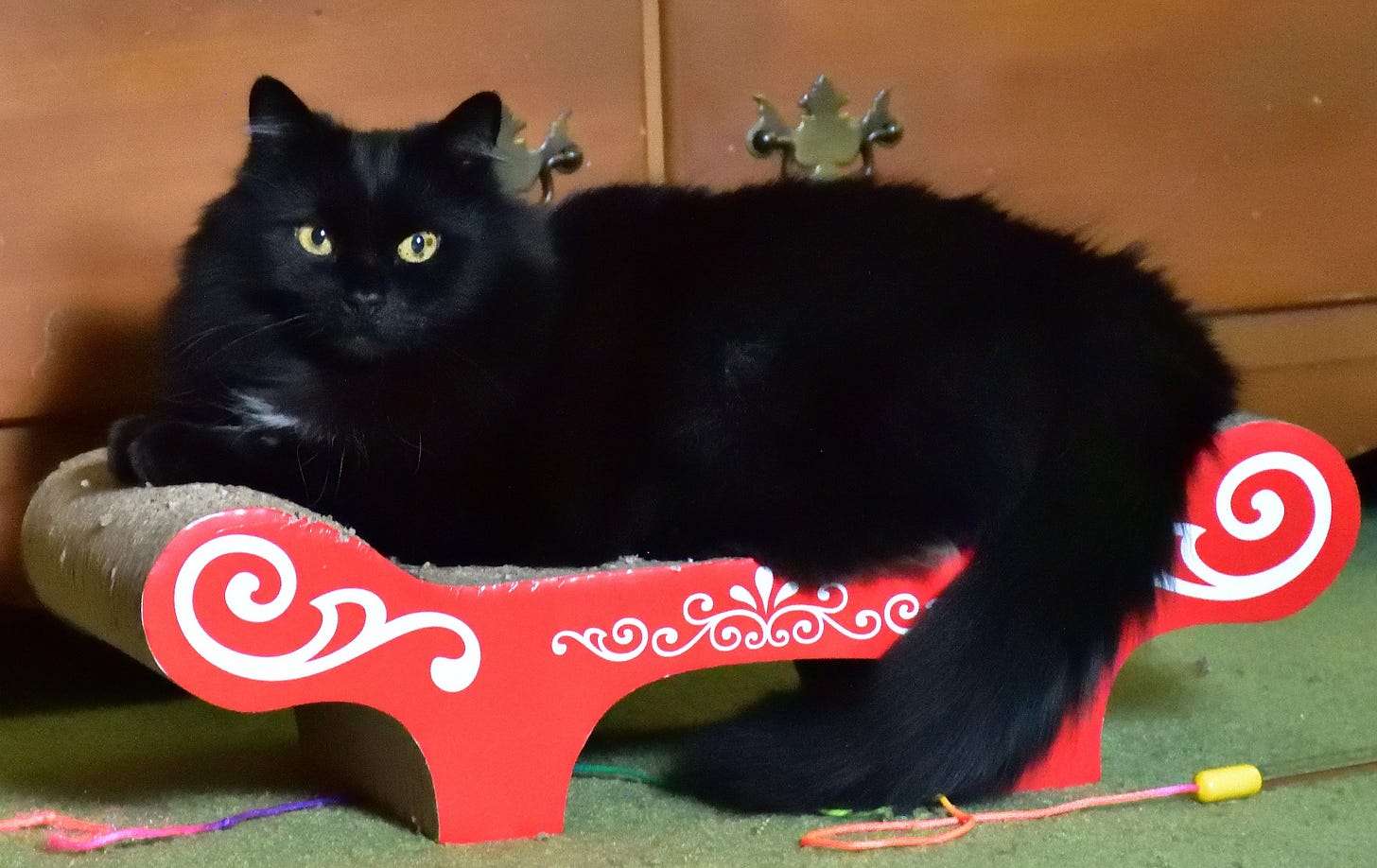 Rhiannon, a fluffy black cat with bright yellow eyes, lounges regally on a red cardboard scratcher shaped like a mini chaise lounge. She has long silky black fur with a small tufts of white barely showing on her neck and in her ears. Rhiannon, a fluffy black cat with bright yellow eyes, lounges regally on a red cardboard scratcher shaped like a mini chaise lounge. She has long silky black fur with a small tufts of white barely showing on her neck and in her ears.