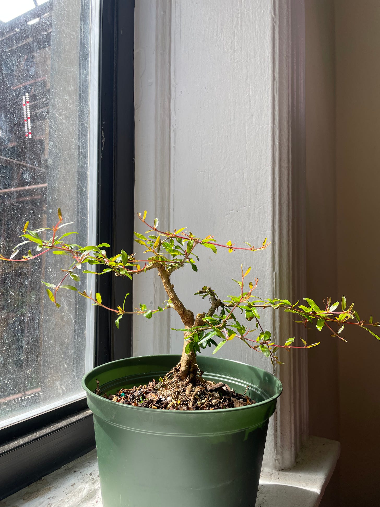 ID: Tree the same day, cut back